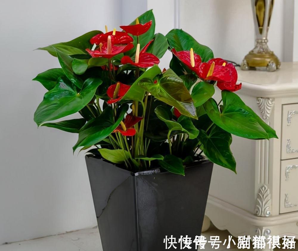 寓意|五种“吉祥花”,建议养一盆,不仅寓意好,还利于健康