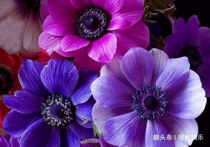 此花花色艳丽,妖娆的花姿呈现出梦幻般的美感,代表着期待被抛弃