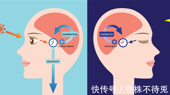 尿意|22个冷知识：为什么刚想入睡，就会产生尿意