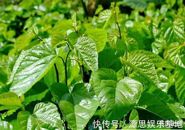 女帝|武则天湿气缠身,御医用一方健脾祛湿,久用湿气全无,建议收藏