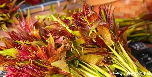 吃法|夏季挖野菜，送你64种野菜图片大全，教你认识不同的野菜和吃法！