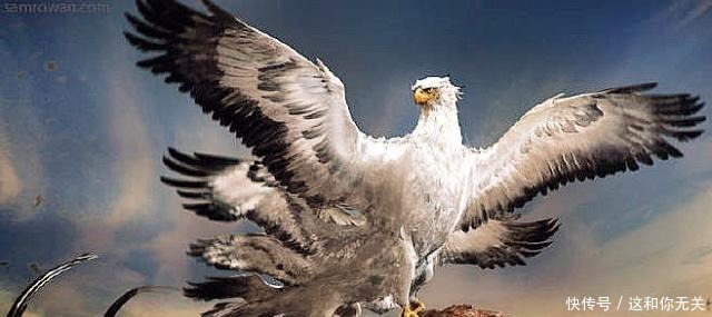 周穆王西征时带回来两头神兽,我们在《山海经》里找到了它!