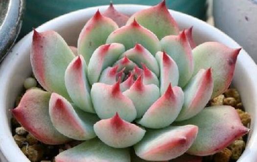 合适多肉新手种植的9种肉肉,新手的福音,最好养的肉肉