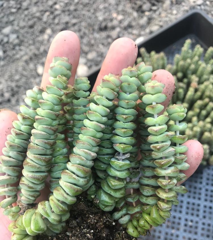 爆盆|家中养就3种花,名字带“钱”寓意好,枝叶多,美观大气又好养