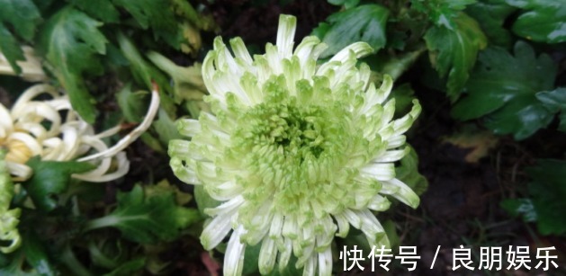 喜欢菊花，不如养盆优良名菊‘绿萍’颜色嫩如玉，清新淡雅