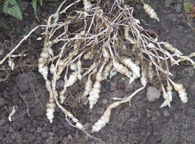 农田里,生长着1种“杂草”,人称“地环”,1公斤“70元”,珍贵