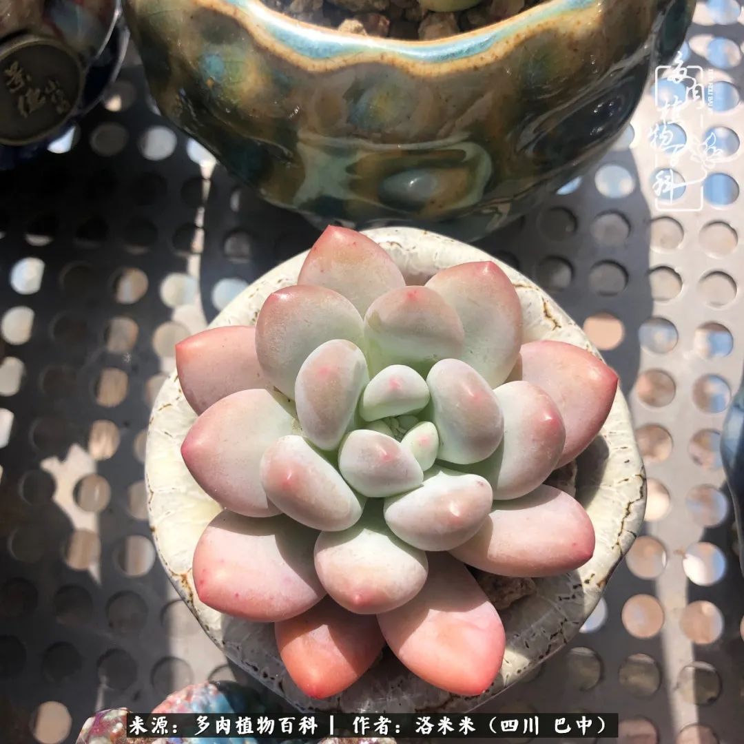 时间是多肉最好的滤镜！附个人养护经验！