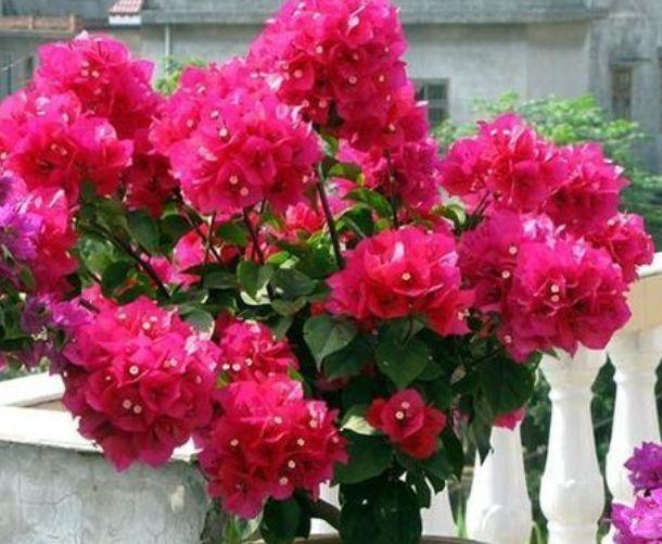 阳台养花,不妨养这5款植物,盛开时繁花似锦,花色美轮美奂