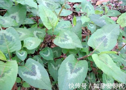 农村|曾经农村娃摘来解馋,形似木炭却用处大,遇到这种野草请多珍惜