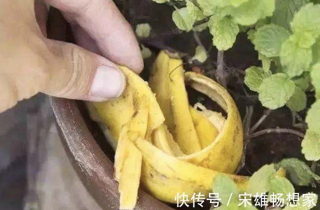 别给花卉用“营养剂”,此种“肥水”,营养多,2个月浇1次,旺盛