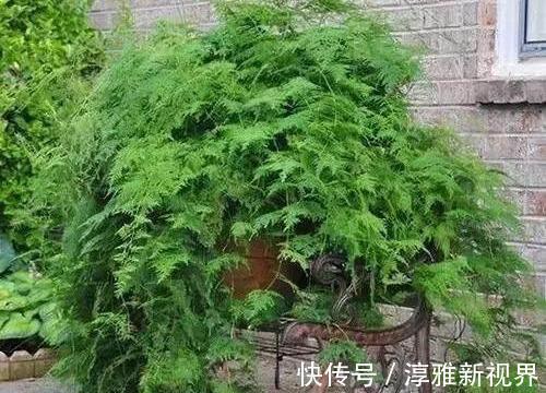 仙客来|路边大树下,有养花万能土,用来养文竹,一年窜一米,长成巨无霸