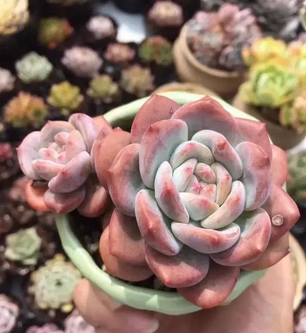  养肉|养肉人的初心：喜欢多肉的这几年，你变了吗？