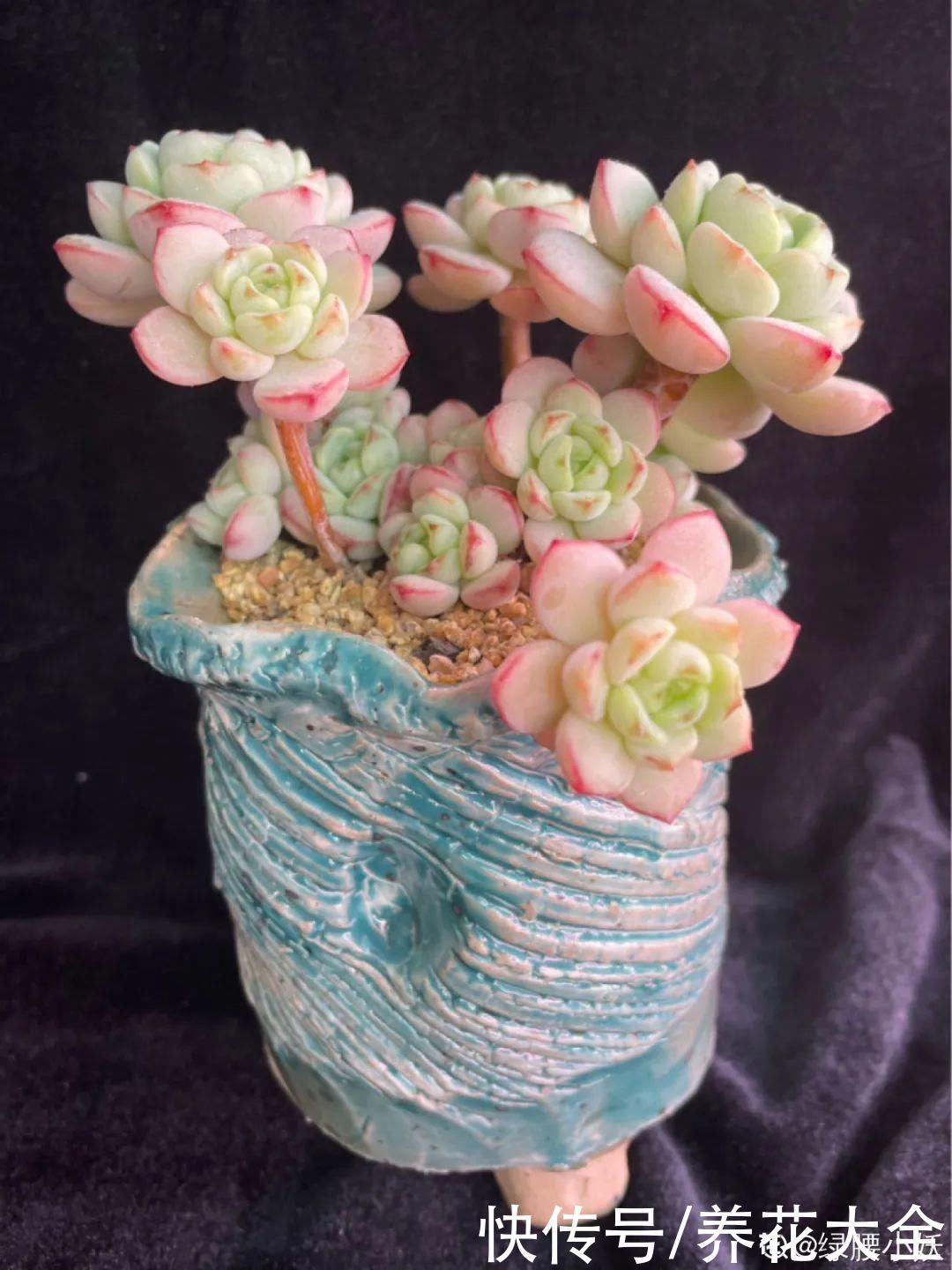 室内养多肉,也能养出水晶果冻色,任谁看到都说好