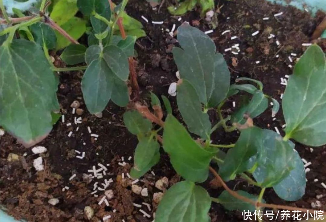 花盆里出现小黑飞怎么办？只用2招，全部清除干净