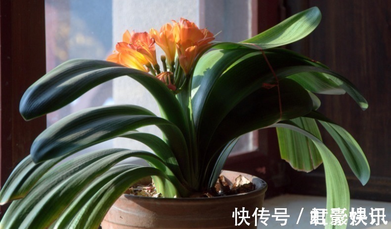 家里要养这5种绿植,能净化空气寓意好,新手也能养,观赏价值高