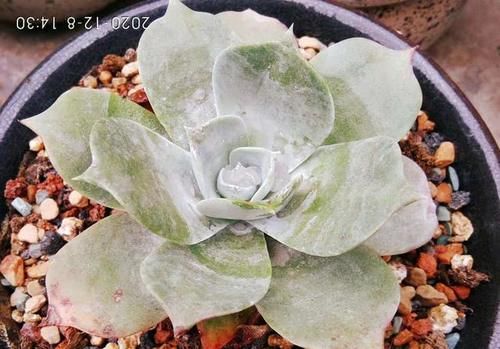 肉友们养了几款仙女杯系列呢？都晒出来吧？