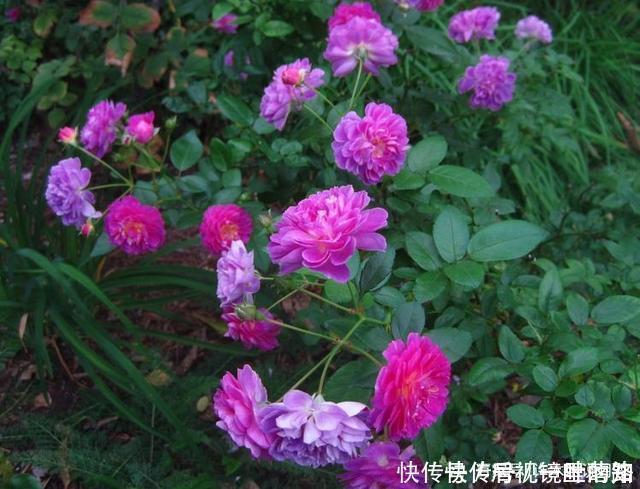花色|20款紫色月季品种。浓香、抗病非常好养,天然紫色唯美盛开