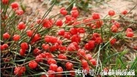 麻黄草|农村一种“假樱桃”,国家管制的草药,发汗散寒,利尿消炎治痛风