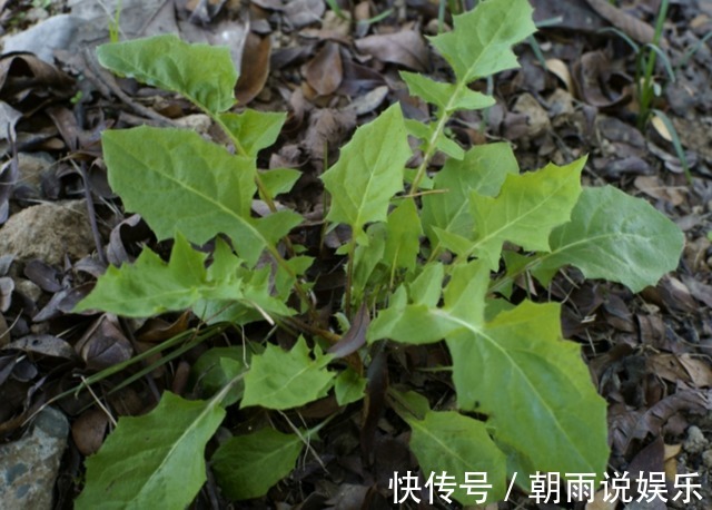 感冒|农村山坡上有种黄花菜,可清热解毒治感冒,有人误以为它是蒲公英