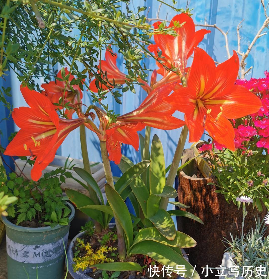 缺德商贩,把“绿化草”包装成“进口花”来卖,上当的人真不少