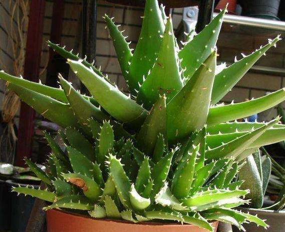 入冬后养3种花,浇水越懒惰,来年长势越好,你了解嘛