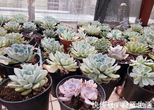 适应能力|多肉淋水后，哪些事情不该做，早知道才能避免“发烧”