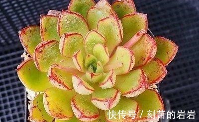 阳台上|夏天多肉的3个“臭德行”,教你几个绝招,轻松度夏