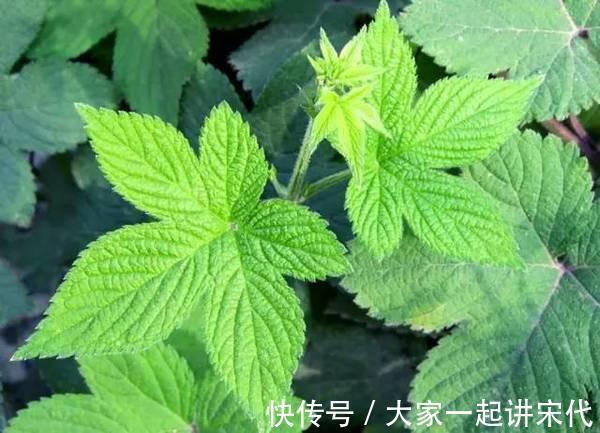 益母草|农村墙角的一些野菜，常食用能预防高血压高血脂等疾病