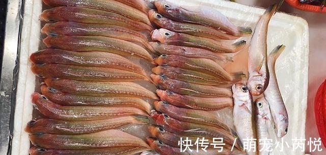 鳜鱼|营养极高的“5种鱼”，由于个小被嫌弃，内行人却常吃