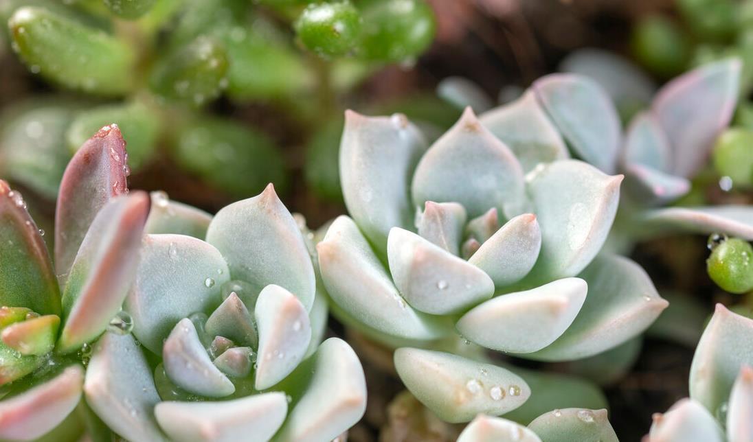 冬天养多肉,记住七句口诀,能把“瘦肉”养成“肥肉”