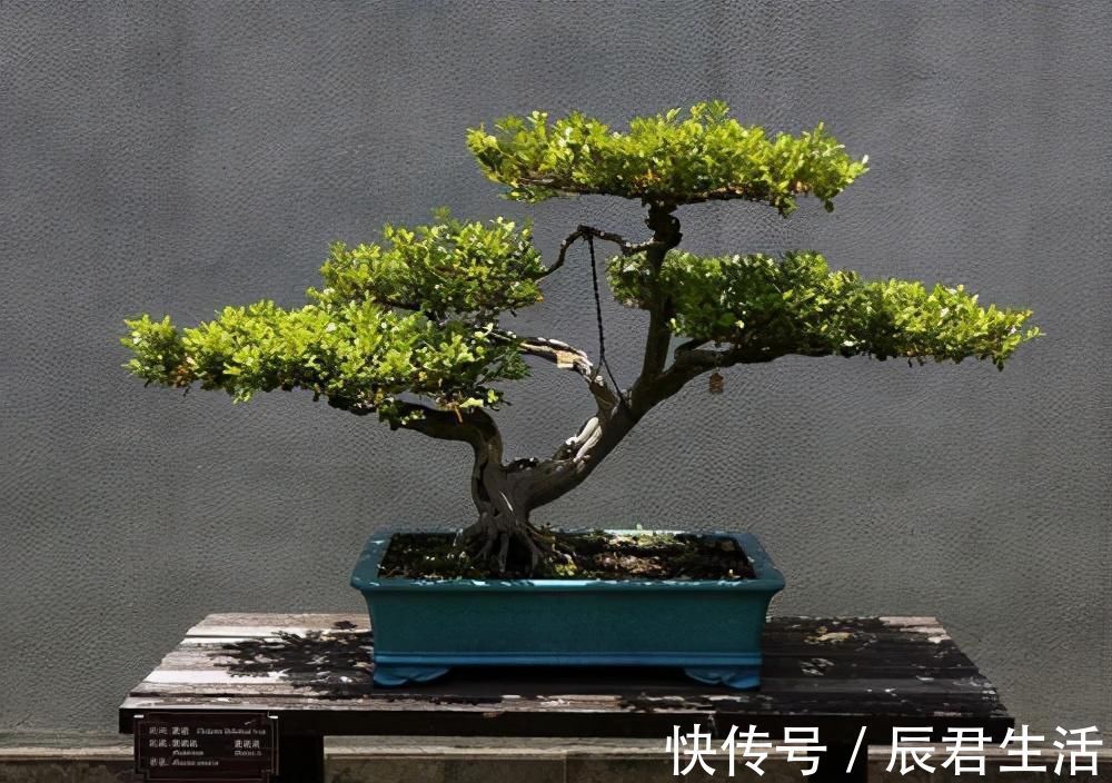 黄杨|4种农村常见的树墩子,修剪一番变成高价值盆景,观赏性极高