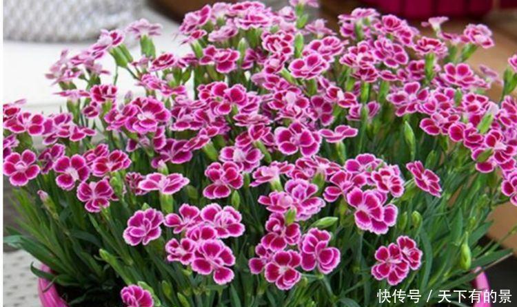 温室花|冬天试试此几款植物,丢到阳台,花香四溢飘满屋