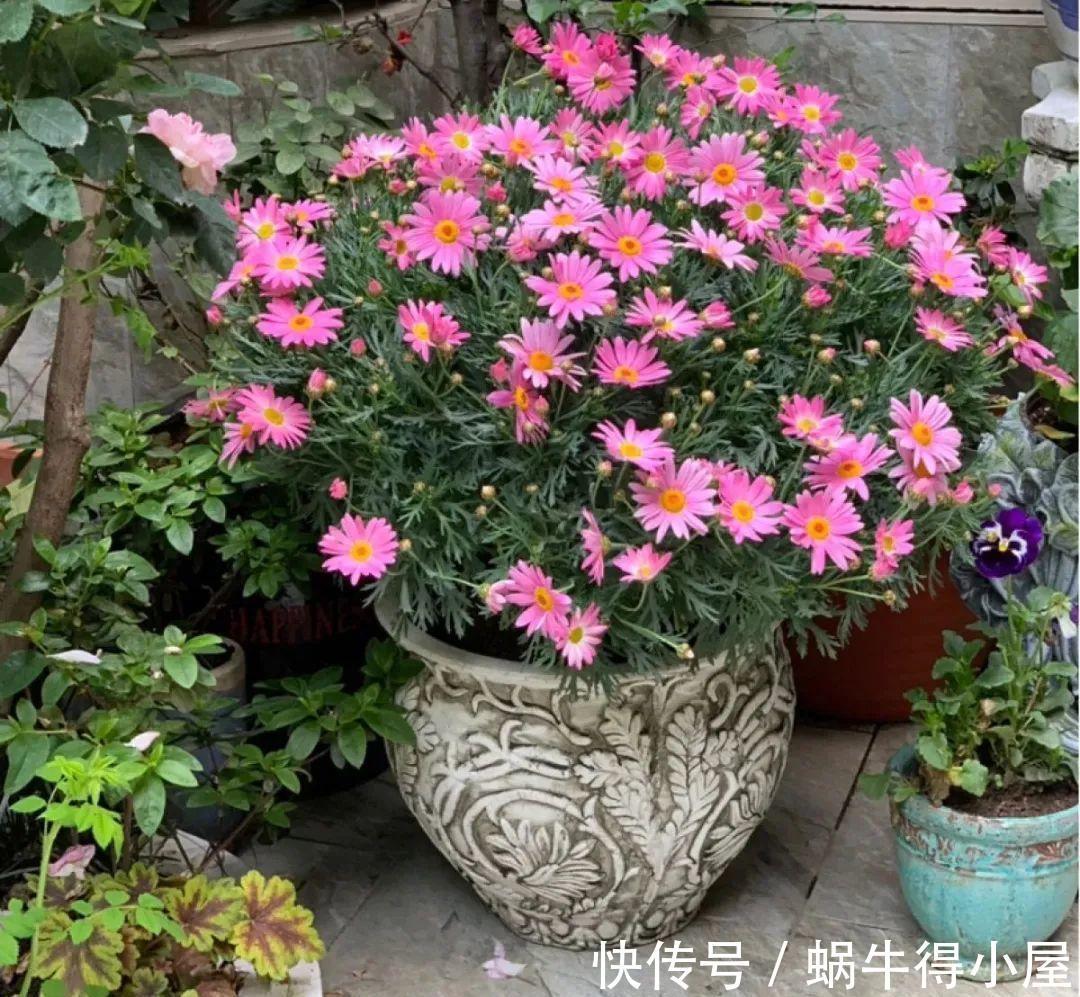 花苞|初秋8种花不能剪,轻则不开花,严重可能剩空盆