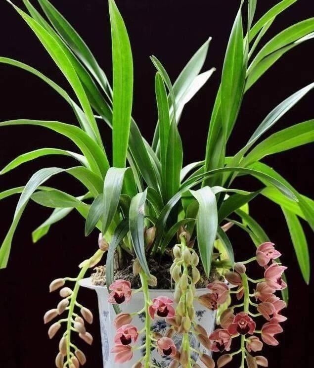 操作方法|花盆里埋点“它”,不烂根,不黄叶,杀菌消毒还透气,根壮花还旺