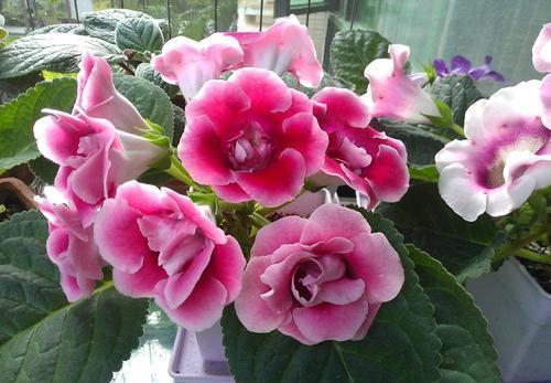 室内养护|此款耐阴花,颜值高好养护,采光不好也能活,值得拥有!