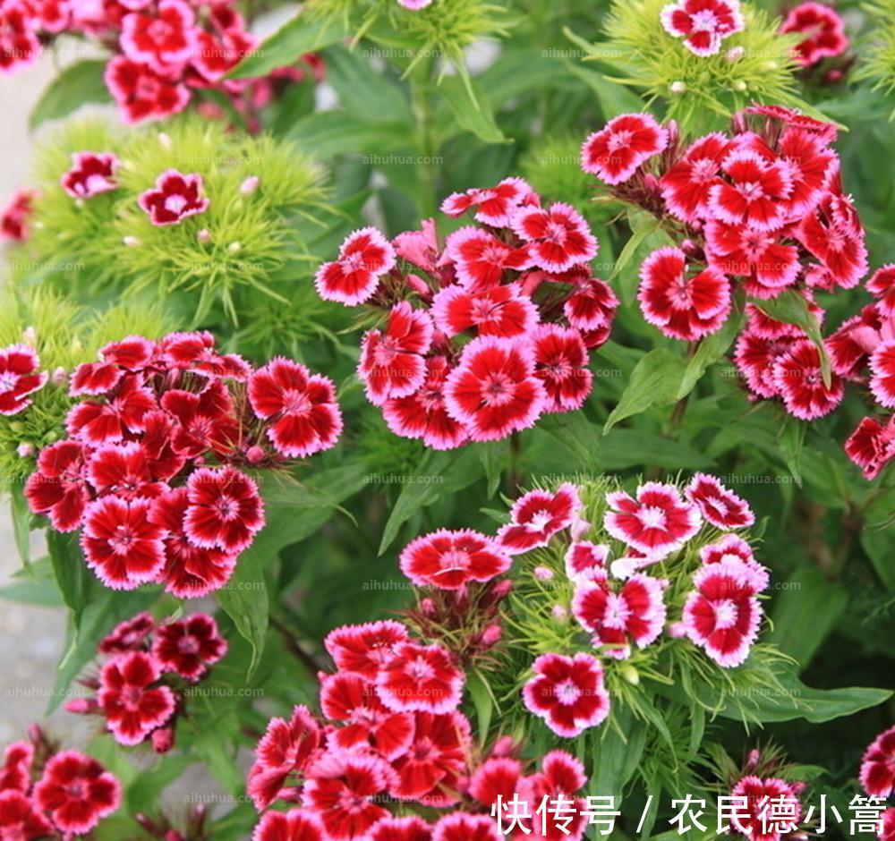 长春花|农历8月8日开始,养花养个耐看的,常年开花不断,垂成花墙