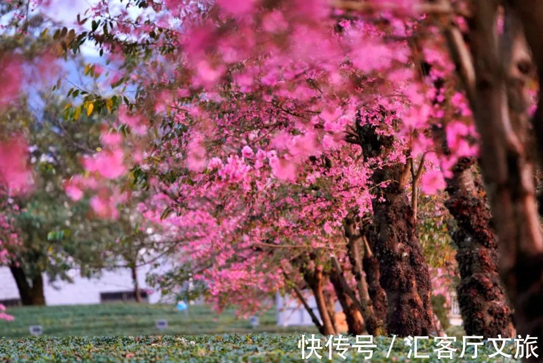 樱花|无量山，云南冬日里一场限定的浪漫！