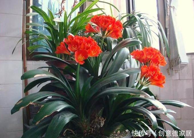 君子兰|养花不开花,原来是盆里缺了它,只加一点点,飞快开满花