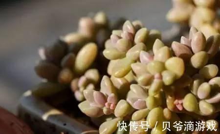 水和光多少是适量,50种常见多肉植物度夏攻略