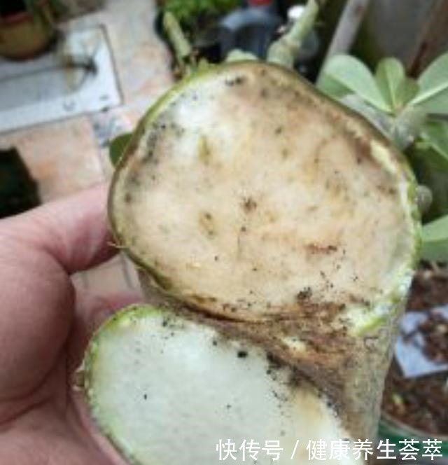 这三种植物烂根了别扔掉,简单几步促新根,又是一盆健壮的植株!