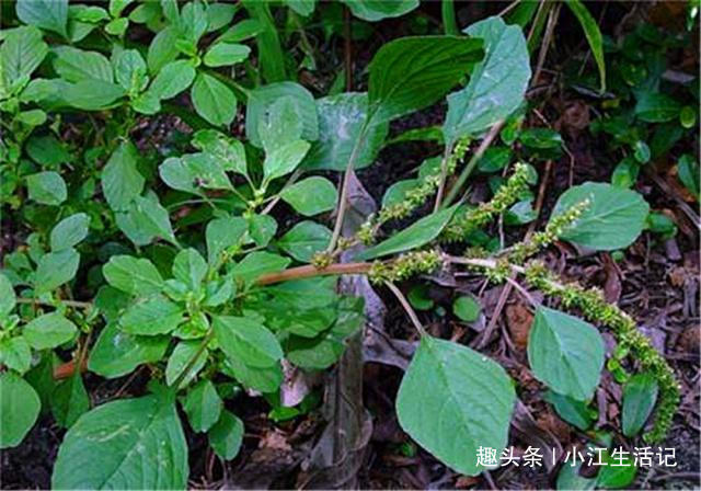 铁元素|农村一种会“流血”的野菜,钙、铁含量极高,治肠炎,提高免疫力