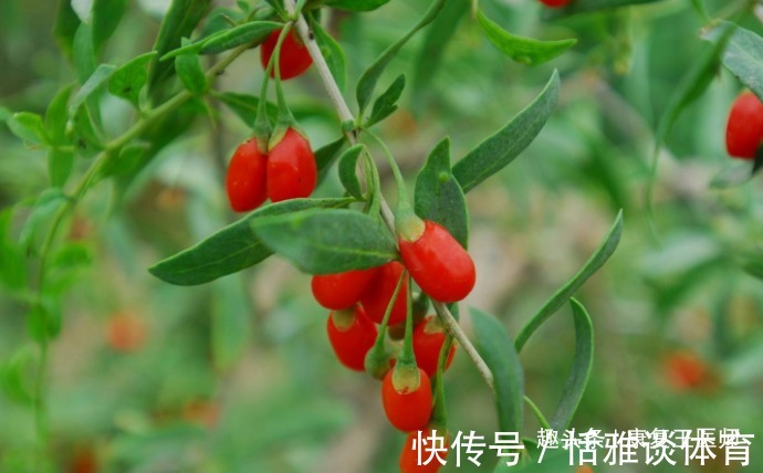 泡水|枸杞到底生吃好,还是泡水喝好?很多人都搞错了,不妨来了解下