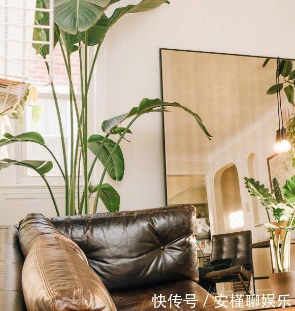 花农|花农养花为啥成本这么低学会用小苏打，几十盆都花不了2块钱