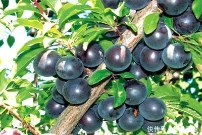 女性每天当零食吃一把，保养卵巢，皮肤细腻光滑，更显年轻