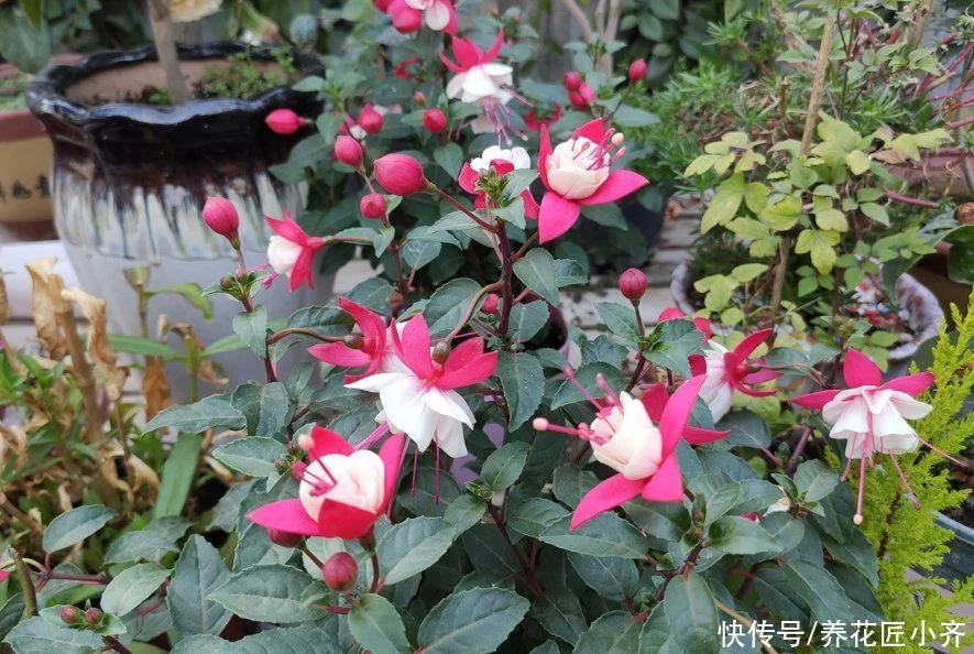 天下风物——《10种“流氓花”，养它的都“后悔”了，一棵就泛滥，铲都铲不完》风光题照