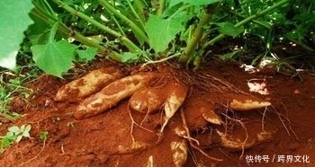 身体|钱没钱,冬天都要常吃此物,治病养生,降血脂,身体棒!