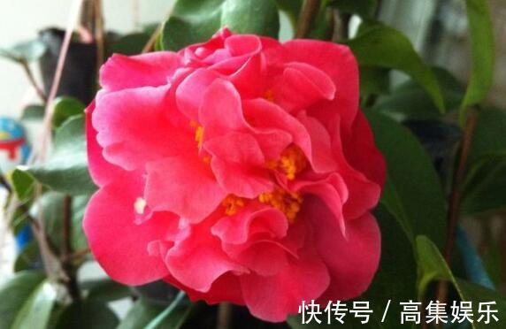 喜欢养花，不如养盆香妃茶花，开花色香俱全，花期还长，超美