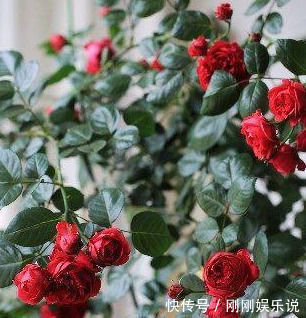四季|此花漂亮，四季开花，花量巨大，好种植，香气四溢，一花香一阳台
