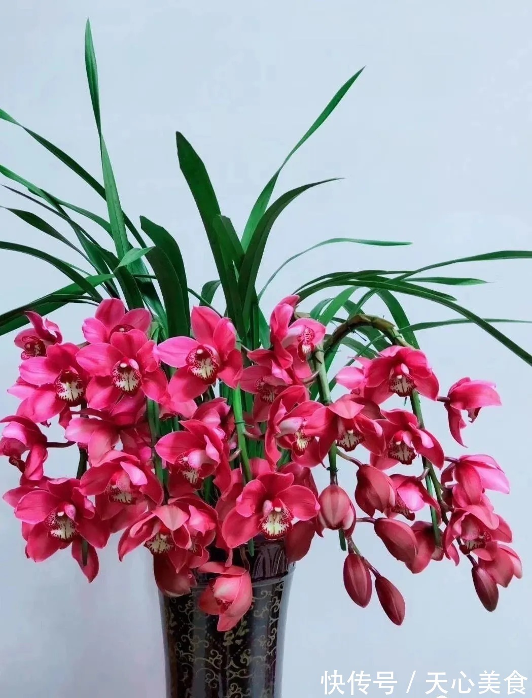 植料|春兰、蕙兰这样种植，4年不翻盆，也从没发现烂根