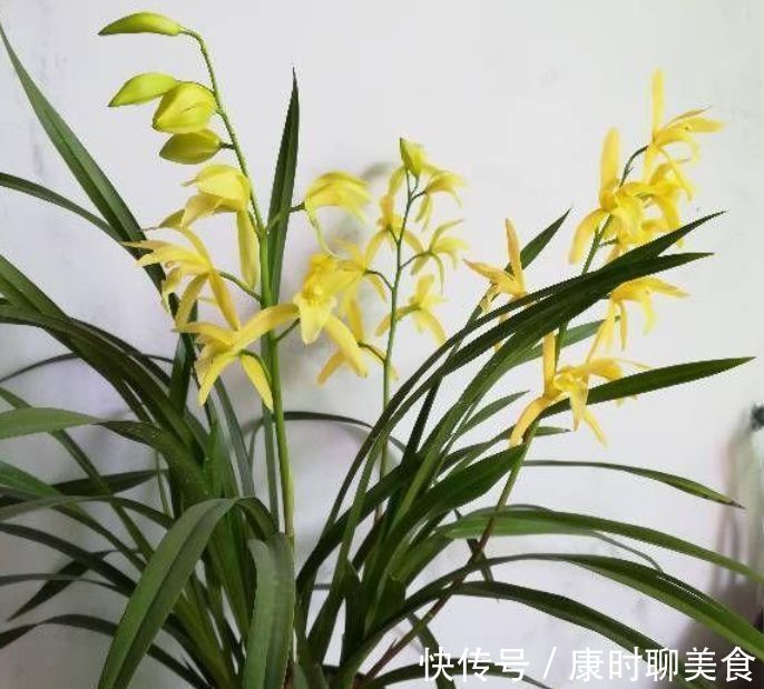 出门随手捡“3物”回来,丢兰花盆里,营养又透气,不烂根开花多